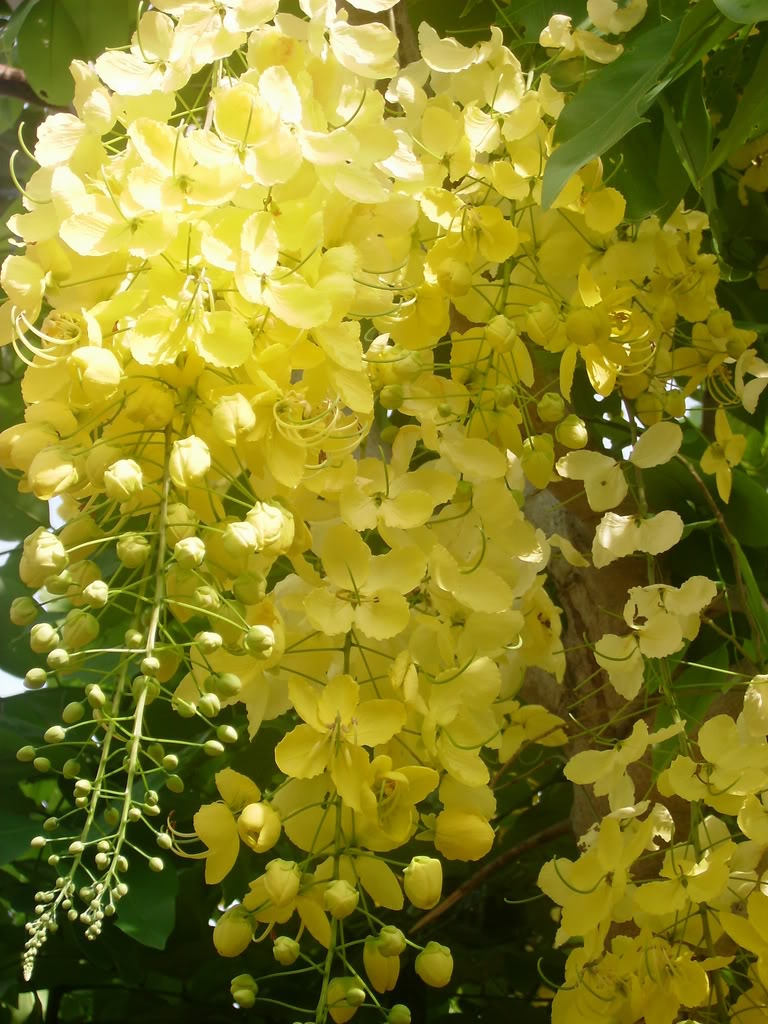 cây dây vàng - Image 5