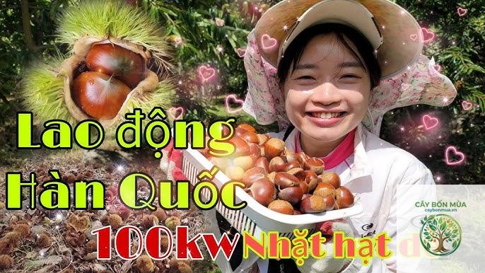 cây dẻ Hàn Quốc - Image 3