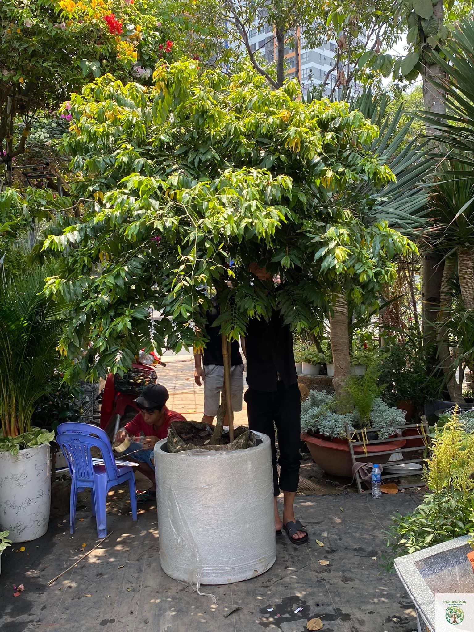 cây dẻ Nhật - Image 5