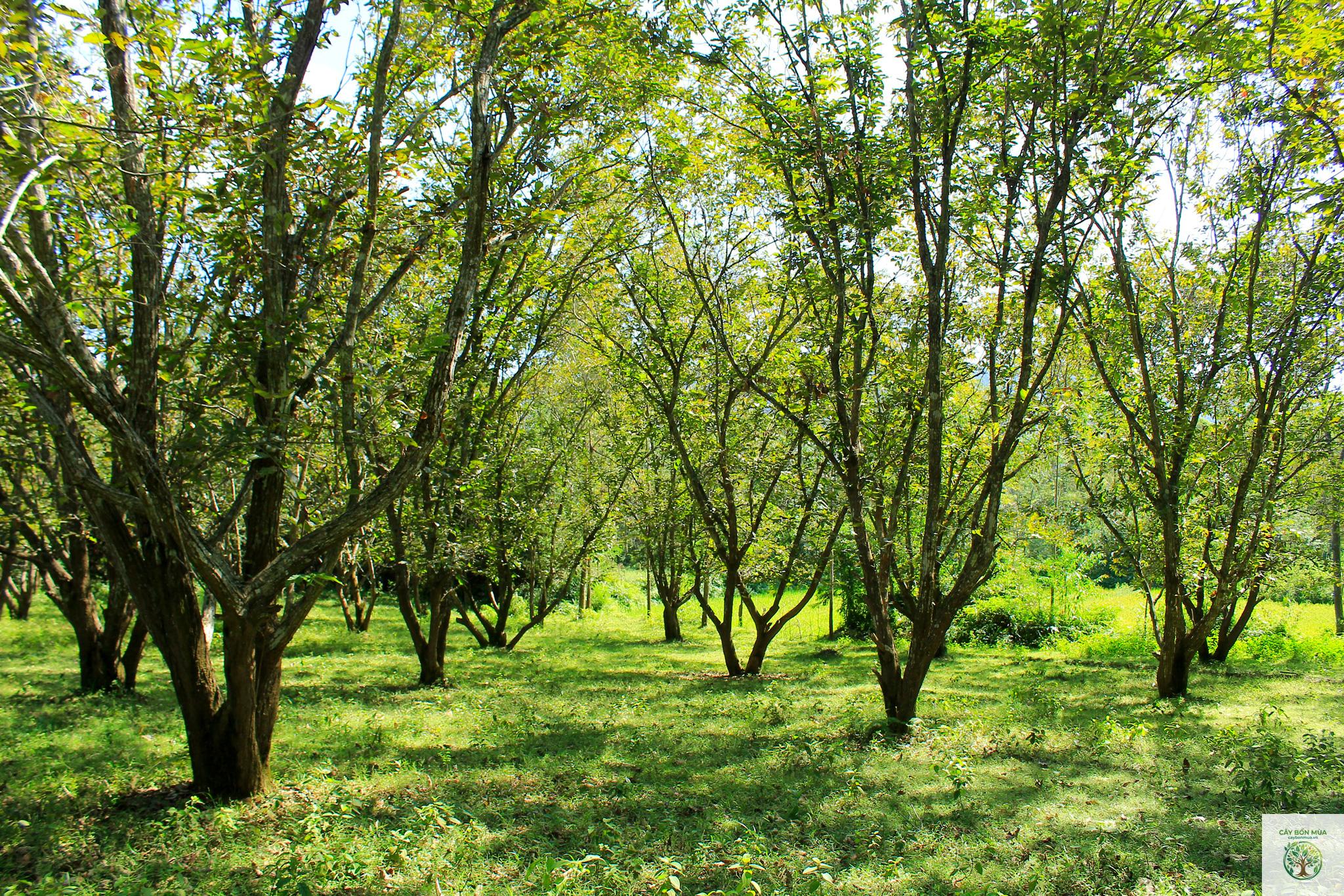 cây dẻ Trùng Khánh - Image 2