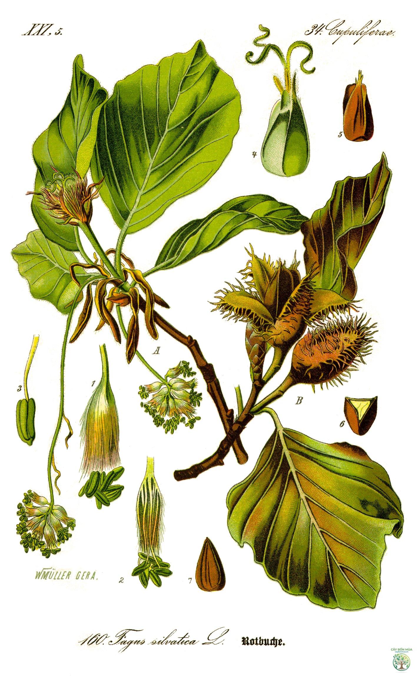 cây dẻ châu Âu - Image 2