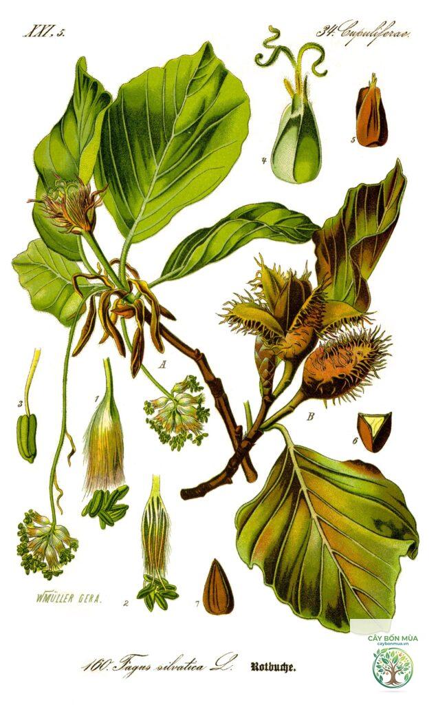 cây dẻ gai