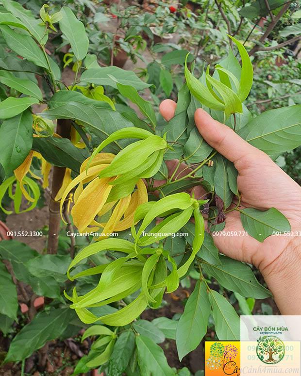 cây dẻ xanh - Image 3