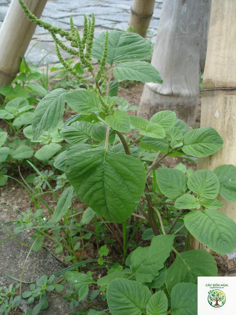 cây dền cơm