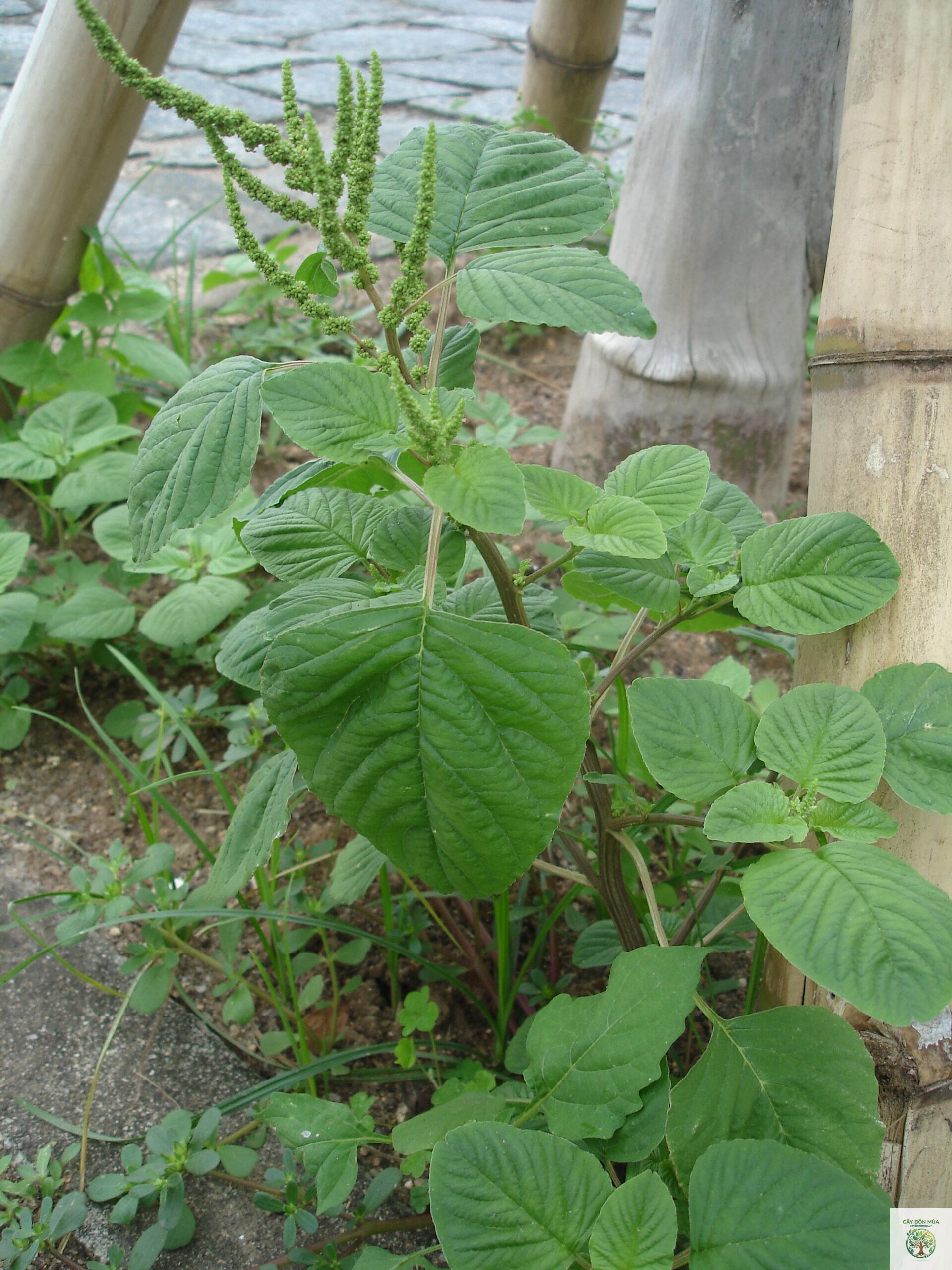 cây dền cơm - Image 1