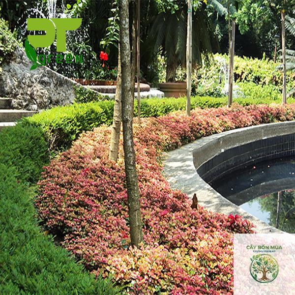 cây dền đỏ - Image 3