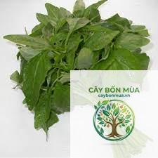 cây dền trắng - Image 2
