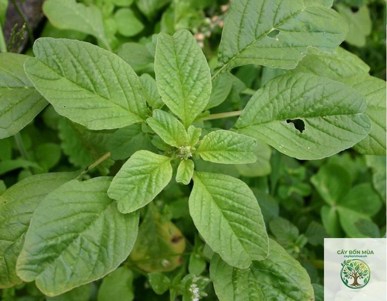 cây dền trắng - Image 3