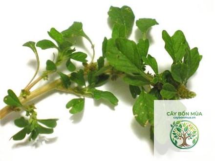 cây dền trắng