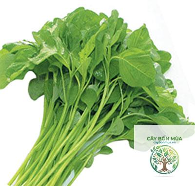 cây dền xanh - Image 2