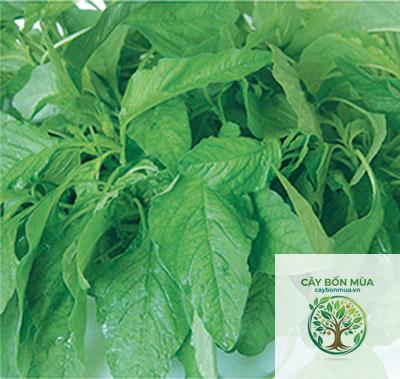 cây dền xanh - Image 3