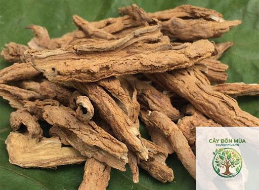 cây địa cốt bì rừng - Image 4