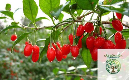 cây địa cốt bì rừng