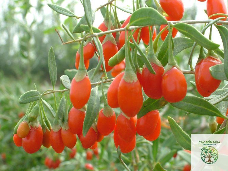 cây địa cốt bì