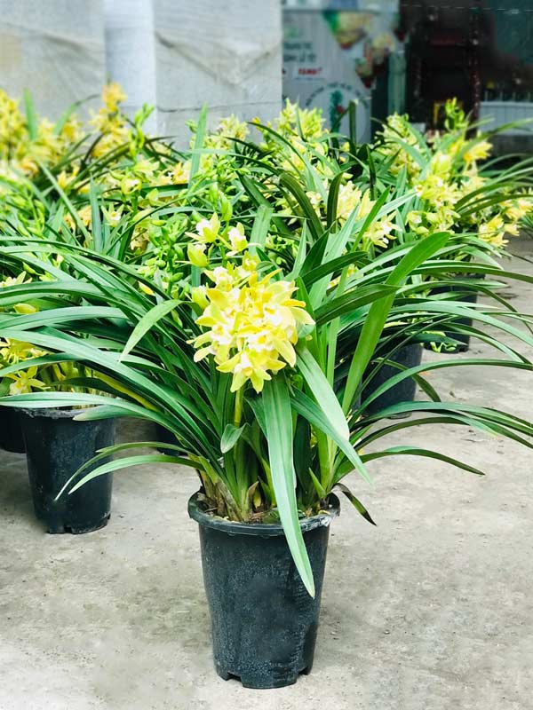cây địa lan