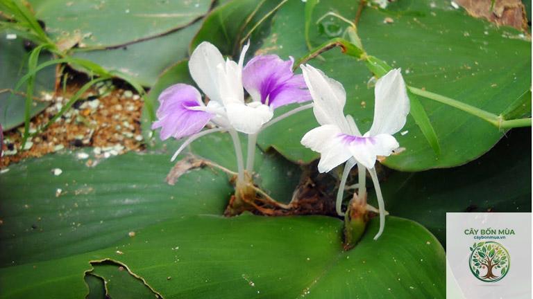 cây địa liền - Image 3