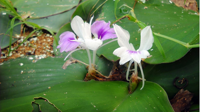 cây địa liền - Image 3
