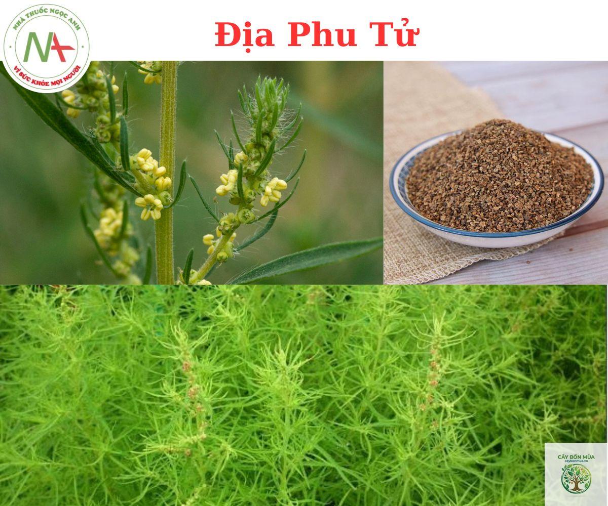 cây địa phu tử - Image 2