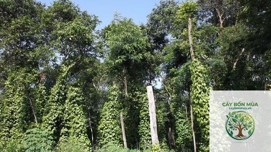 cây địa tiêu - Image 2