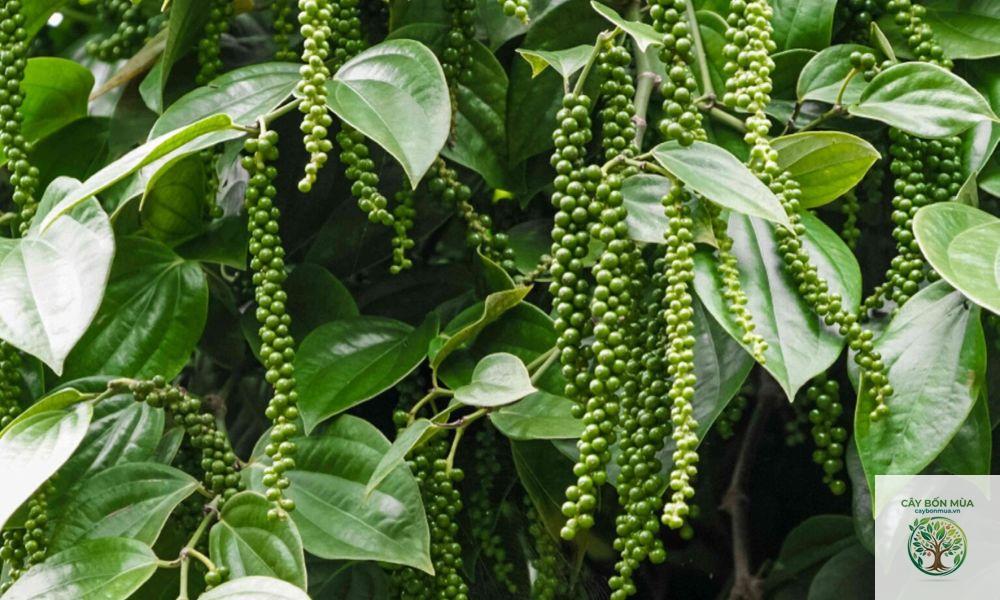 cây địa tiêu - Image 4