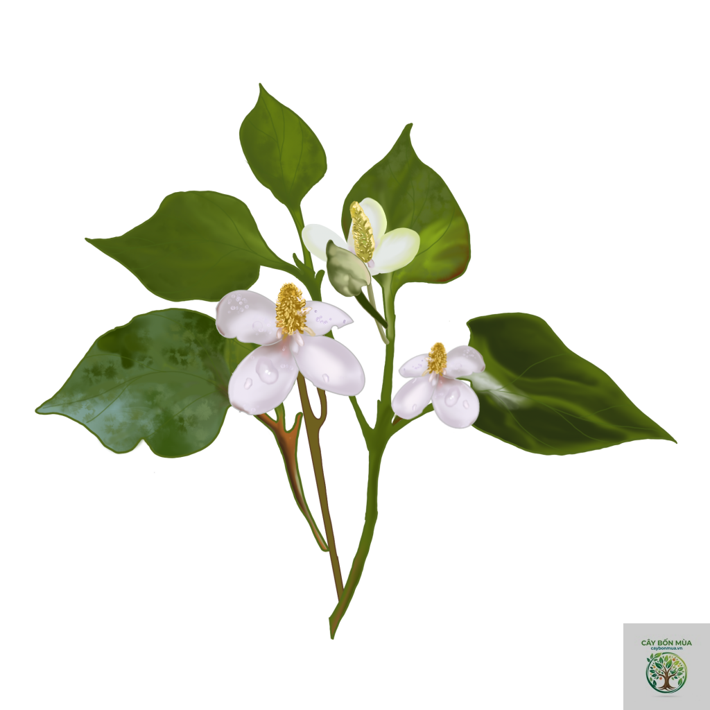 cây diếp cá - Image 2
