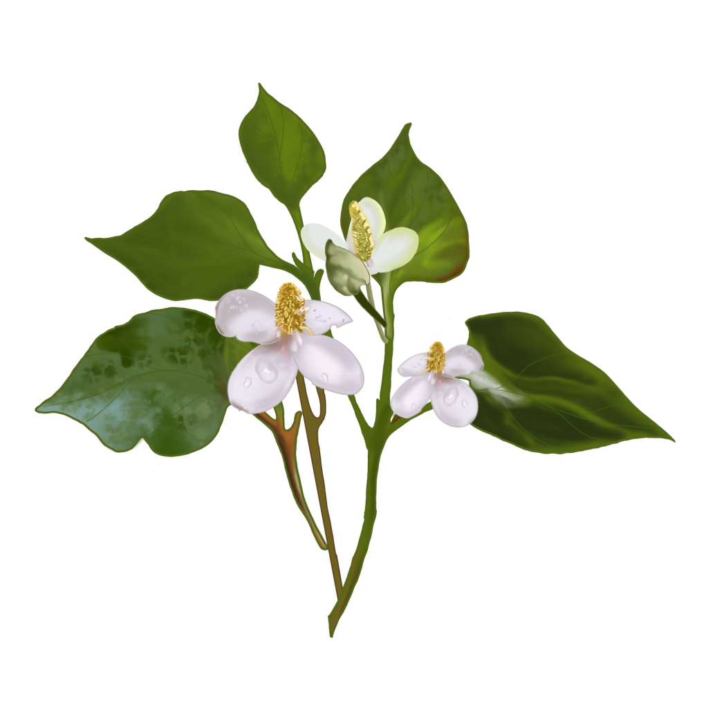 cây diếp cá - Image 2