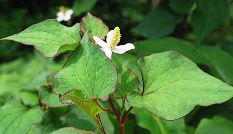 cây diếp cá - Image 3