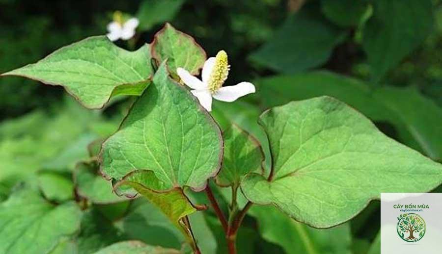 cây diếp cá - Image 3