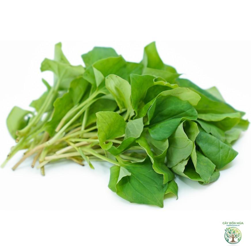 cây diếp cá - Image 4