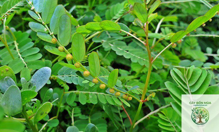 cây diệp hạ châu