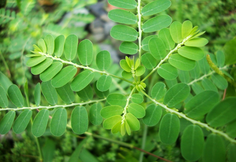 cây diệp hạ châu - Image 3
