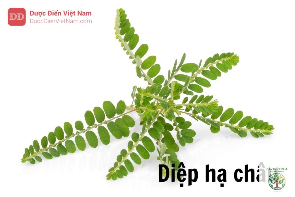 cây diệp hạ châu - Image 5
