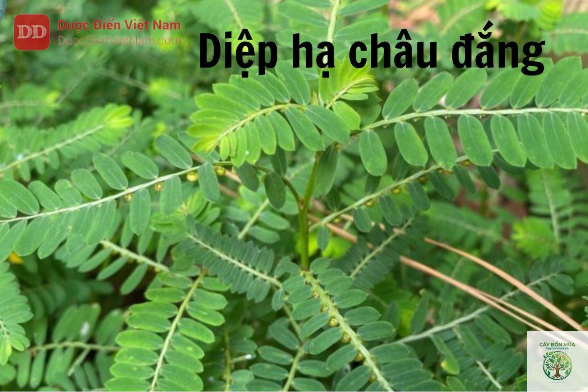 cây diệp hạ châu đắng - Image 2