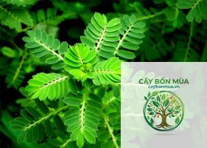 cây diệp hạ châu đắng