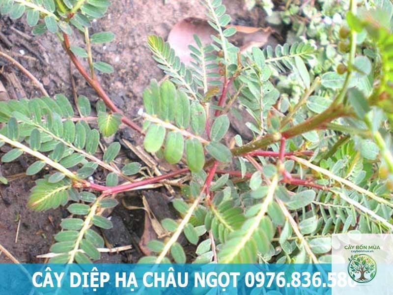 cây diệp hạ châu ngọt - Image 2