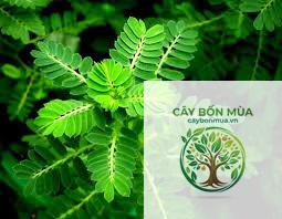 cây diệp hạ châu ngọt - Image 3