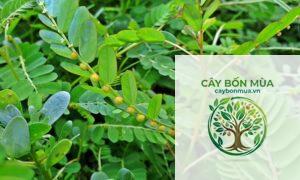 cây diệp hạ châu ngọt