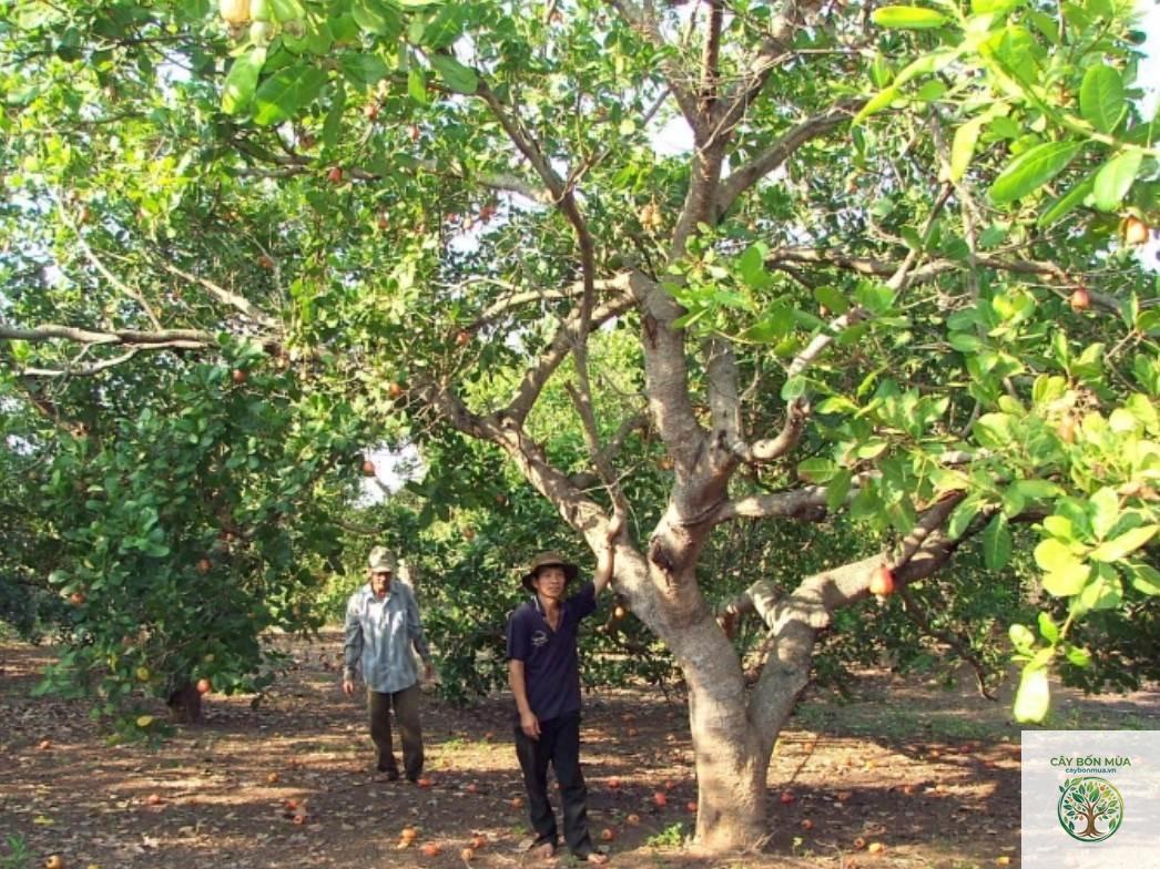 cây điều Ấn Độ - Image 4