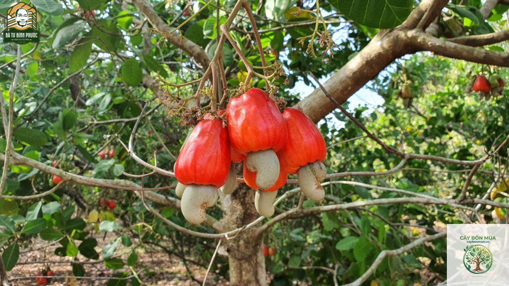 cây điều Ấn Độ - Image 5