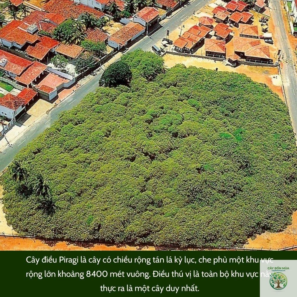 cây điều Brazil - Image 2
