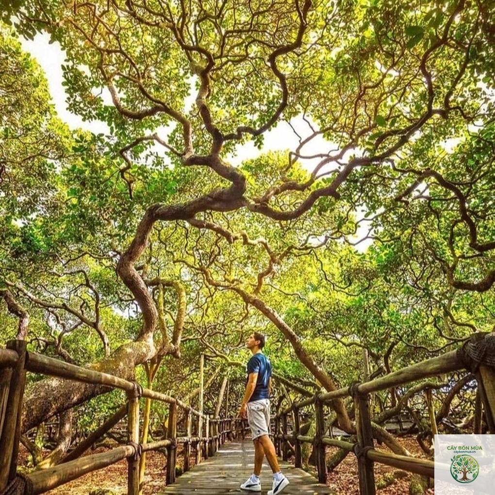 cây điều Brazil