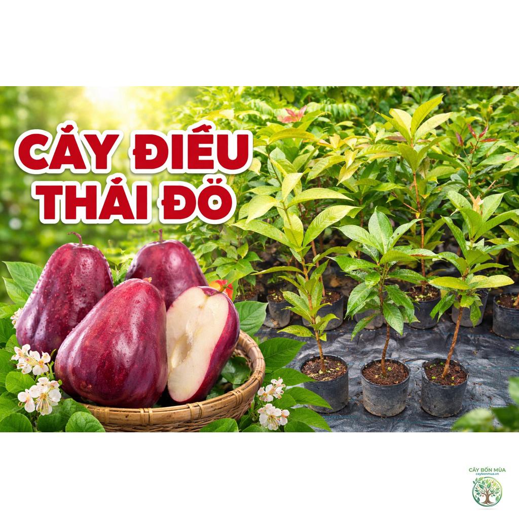 cây điều Thái - Image 2