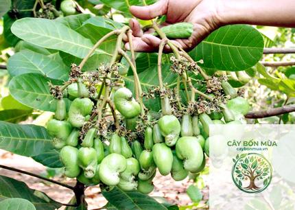 cây điều cao sản - Image 2