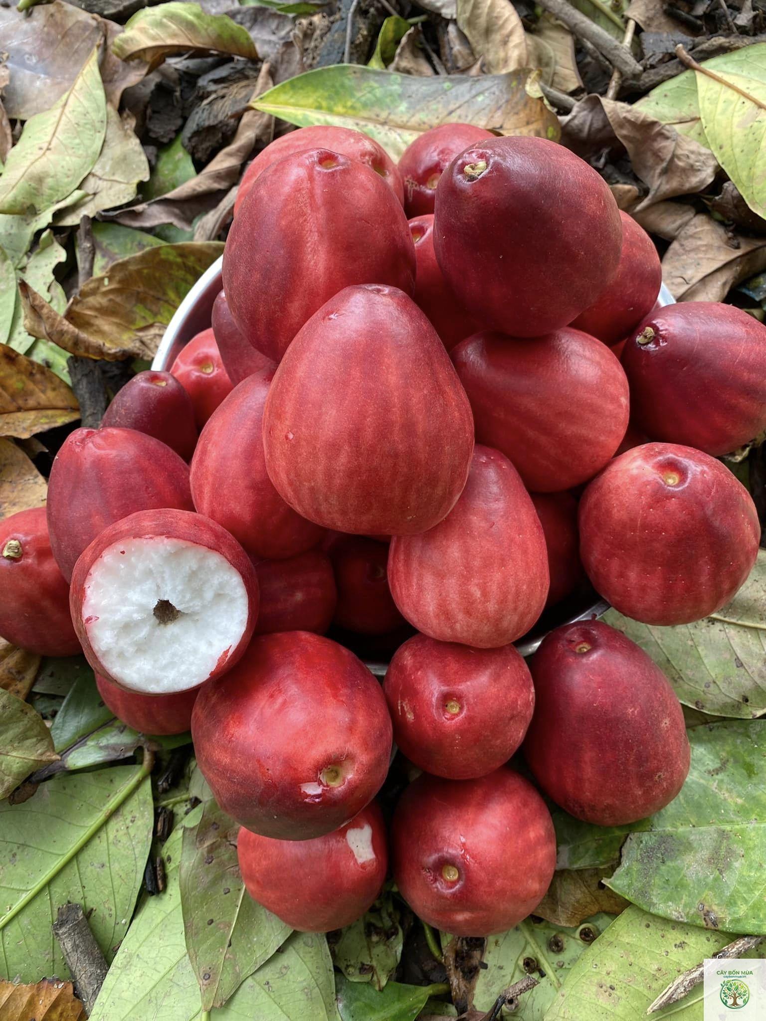 cây điều đỏ - Image 5