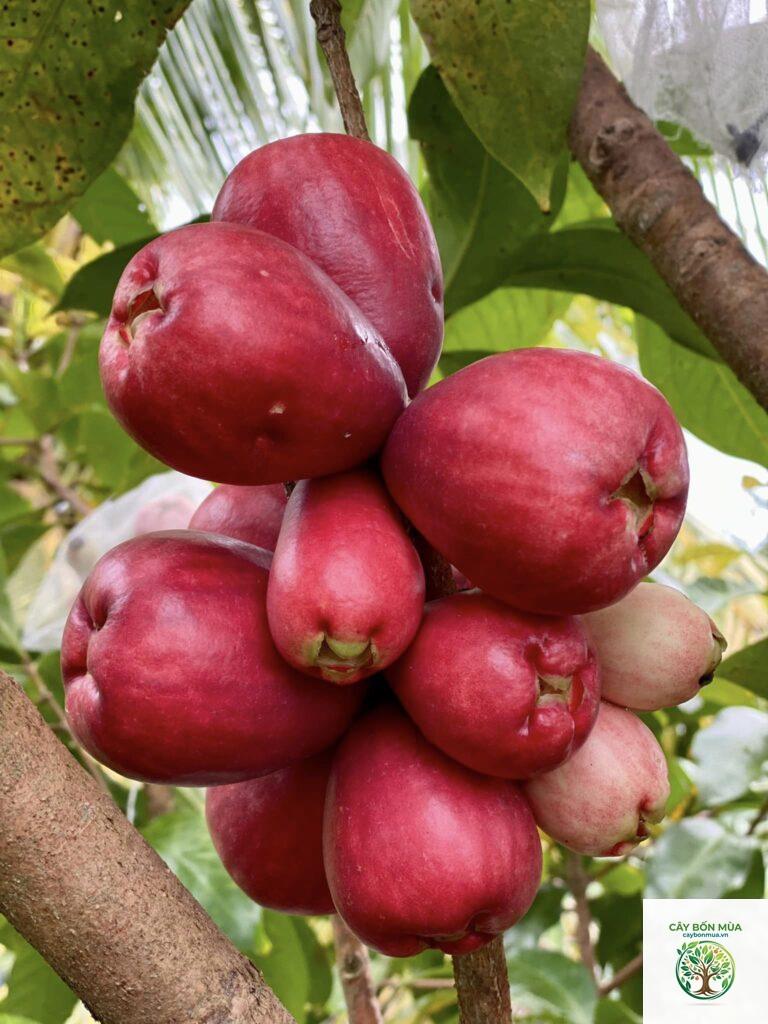 cây điều đỏ