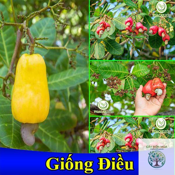 cây điều lùn - Image 3