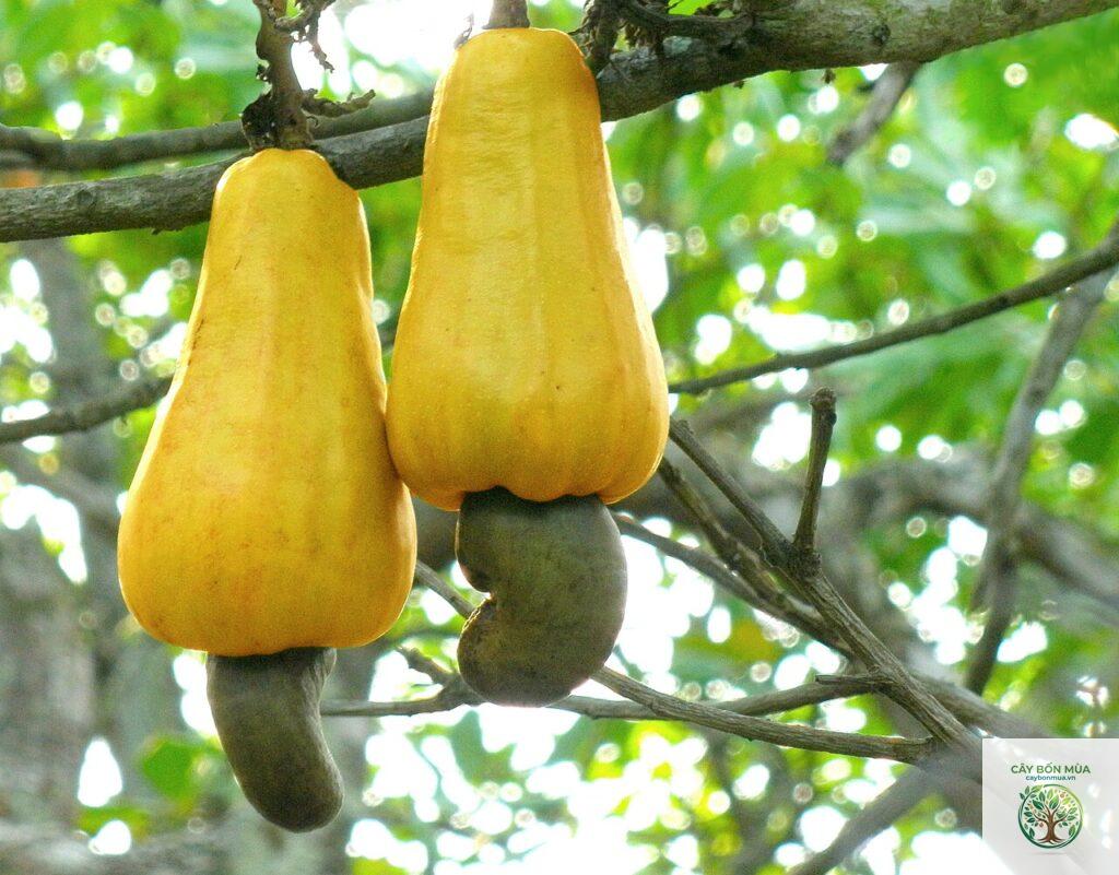 cây điều vàng