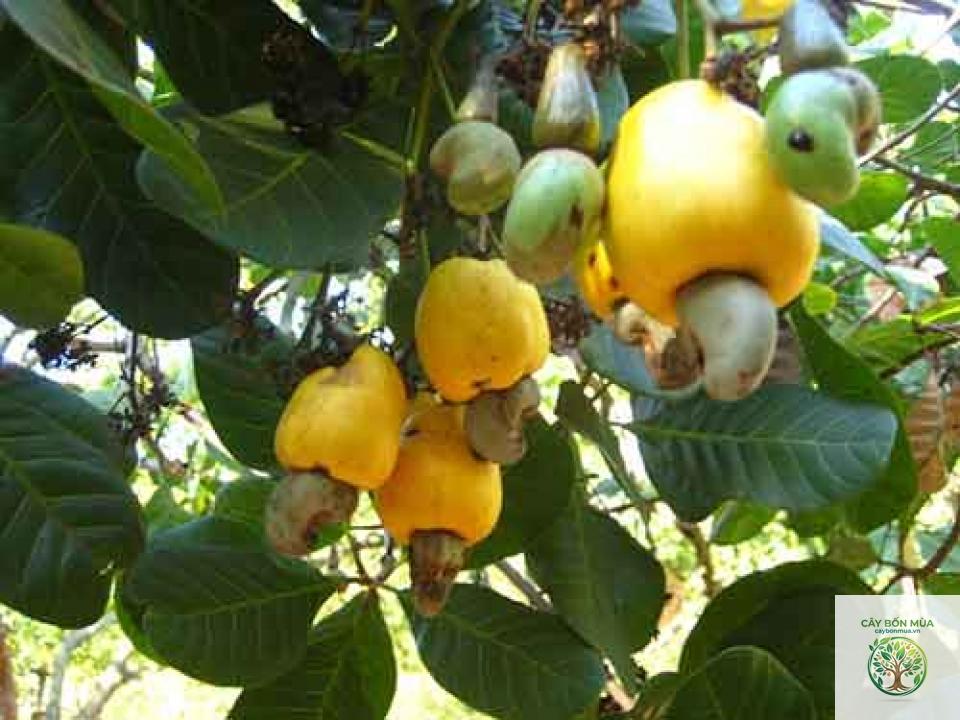 cây điều vàng - Image 2