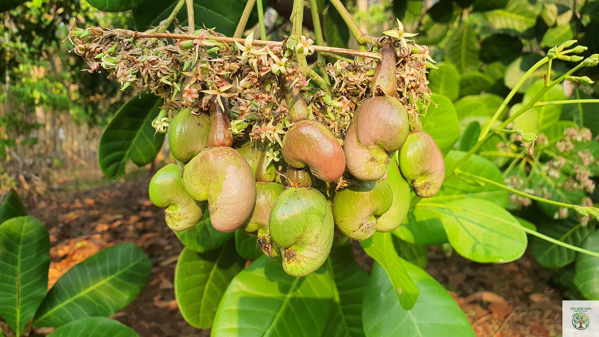 cây điều vàng - Image 5