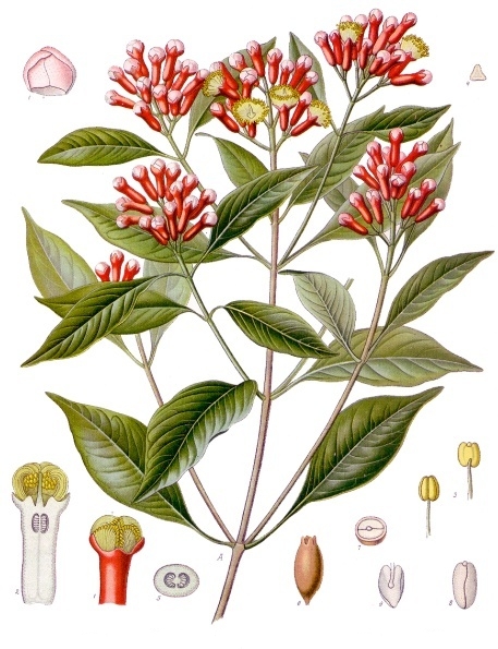 cây đinh hương - Image 2
